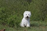 WESTIE 094